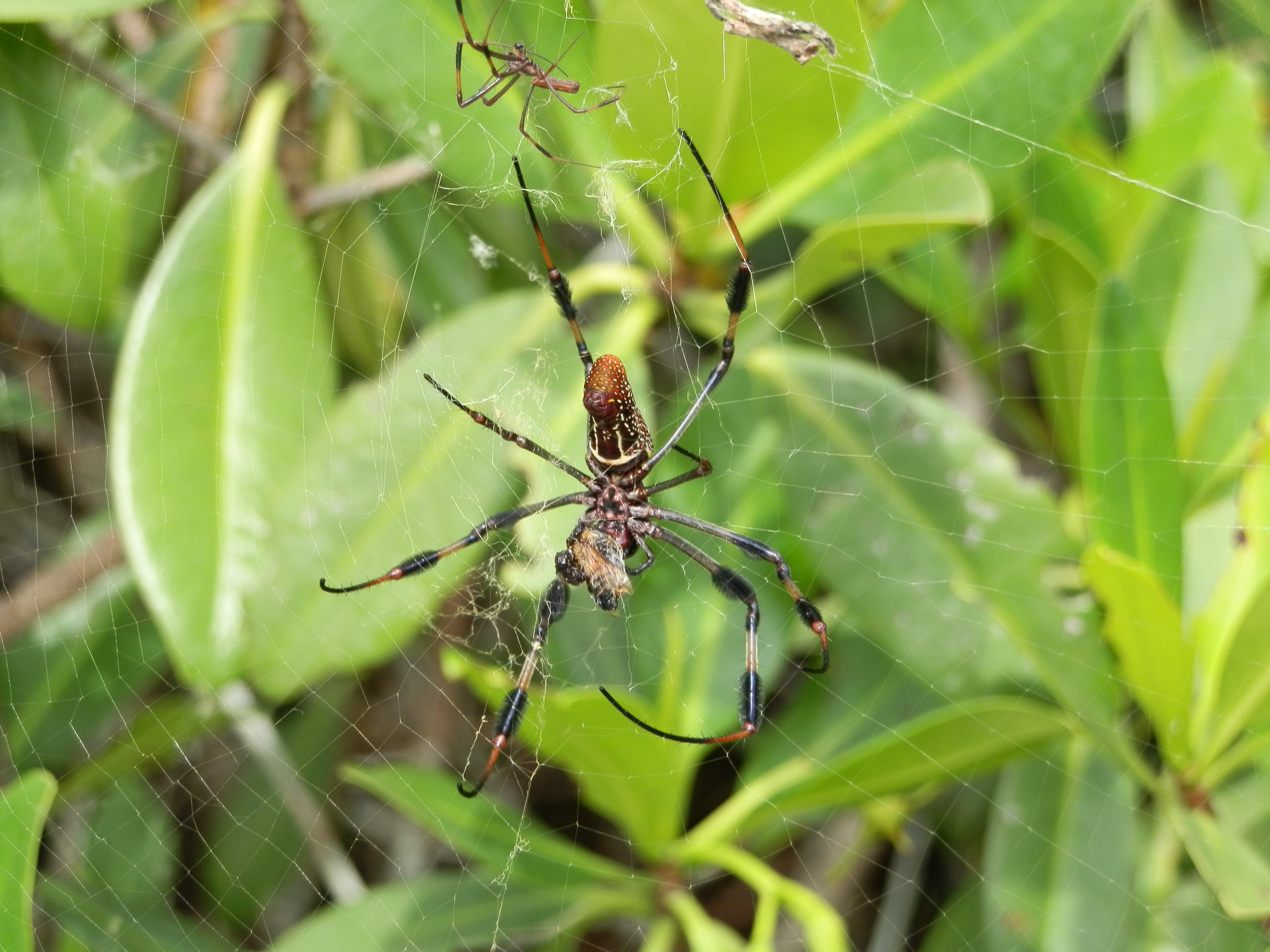 Golden Silk Orb Weaver Spider Florida Complete Realty