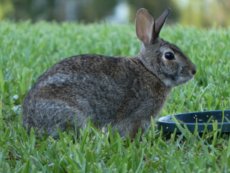 Eastern Cottontail Rabbit - Florida Complete Realty